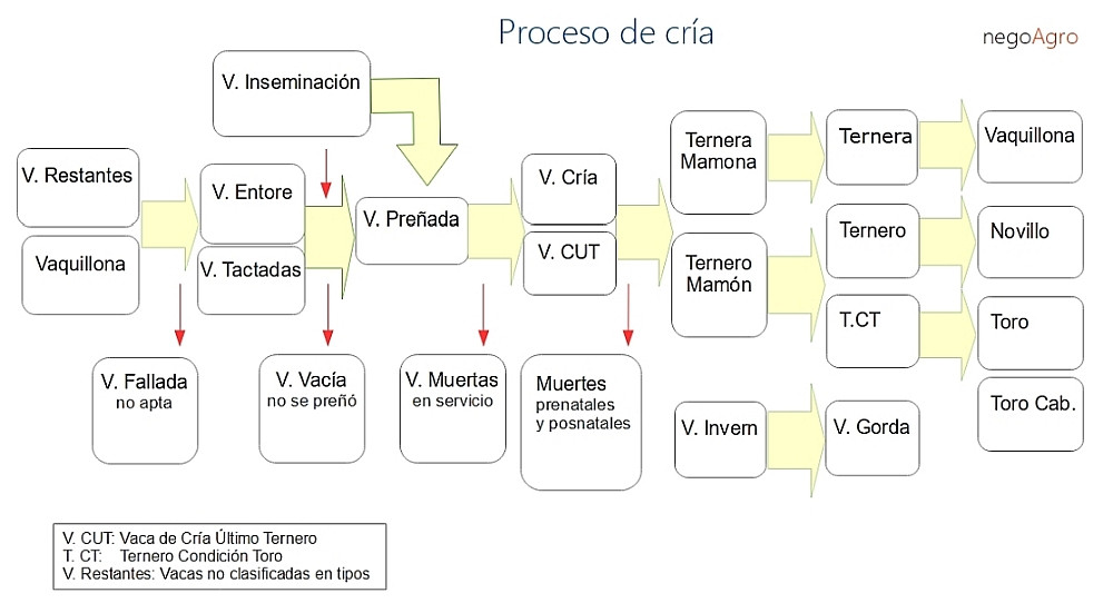Esquema del proceso de cria